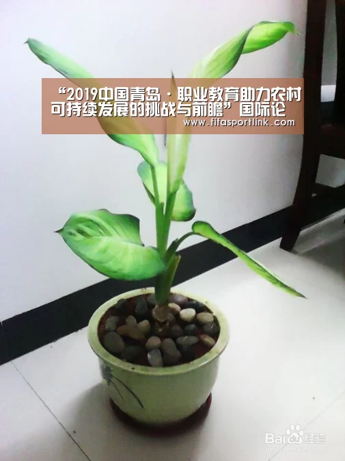 “2019中国青岛·职业教育助力农村可持续发展的挑战与前瞻”国际论坛平度开幕-世界杯买球网站(图3) 世界杯外围买球